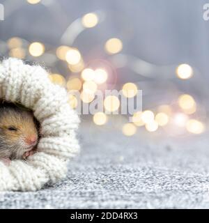 Baby hamster sleeps in a knitted sock or mitten on a gray background with gold bokeh. Gift for christmas, birthday, holiday. Stock Photo