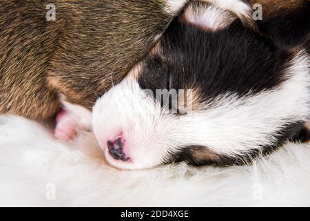 Two Pembroke Welsh Corgi puppies dogs on white Stock Photo