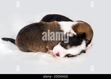 Two Pembroke Welsh Corgi puppies dogs on white Stock Photo