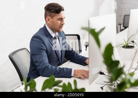 Serious executive using computer, while sitting at table in office with blurred plant on foreground Stock Photo
