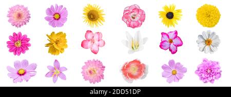 Collection of different colorful flower, Isolated on white background with clipping path. Stock Photo
