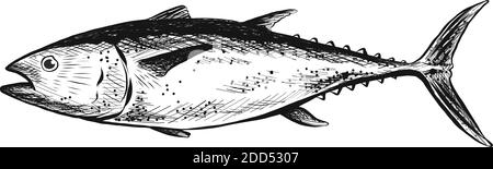 Vector hand drawn salmon fish. Isolated on white background. Stock Vector