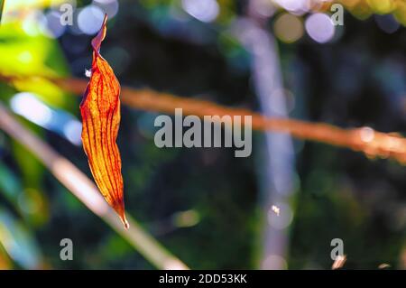 A dead/dried autumn leaf is suspended from a strand of spider's silk. Stock Photo
