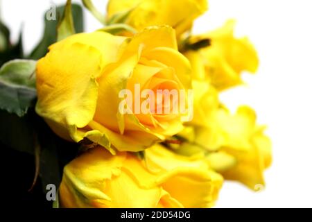 beautiful yellow rose isolated on white background Stock Photo