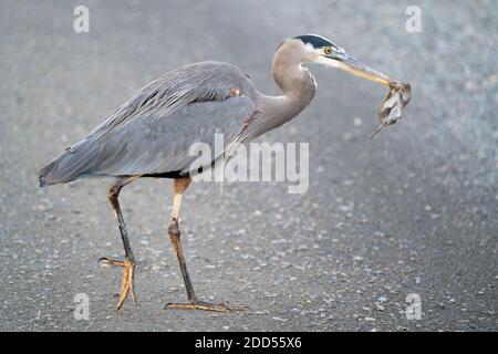 Great Blue Heron captures vole Stock Photo