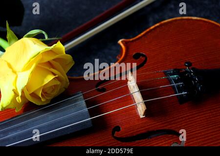 Violin and yellow rose on black background Stock Photo