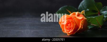 beautiful peach colour rose shot in natural light on dark background Stock Photo