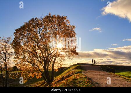Autumnal park scenery with a big maple tree with sun shining through the foliage, and people walking in the distance. Stock Photo