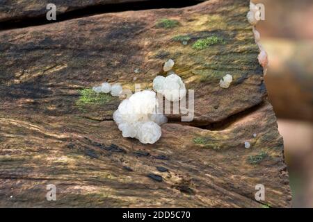 Crystal Brain Fungus ( Exidia nucleata) on dead tree Stock Photo