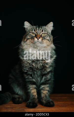Striped fluffy cat looks up. Portrait of a pussycat on a black background. A large noble cat with large paws on a wooden table. Stock Photo