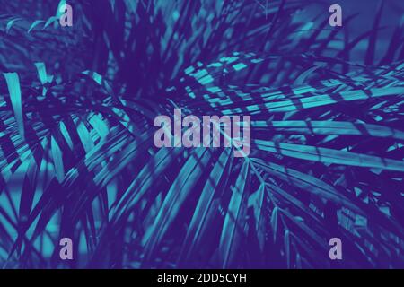 abstract neon blue toned palm leaves background Stock Photo