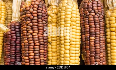 Ripe corn background, corn cobs dried in the sun, organic natural vegan food. Stock Photo