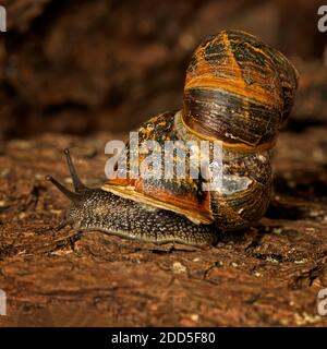 Garden Snail (Cornu aspersum) Stock Photo