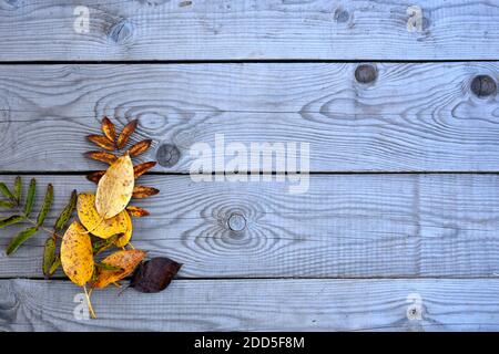 The background for the text. Autumn fallen yellow leaves lie on wooden boards. Wooden background with leaves. The background for the text. Stock Photo