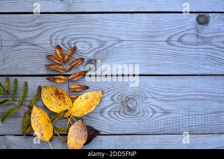 Wooden background with leaves. Autumn fallen yellow leaves lie on wooden boards. The background for the text. Stock Photo