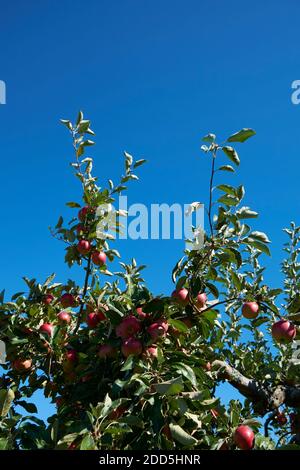 A surreal, strange, weird, unusual look at apple tree branches, with red apples, in an orchard near Ellsworth, Maine. Stock Photo