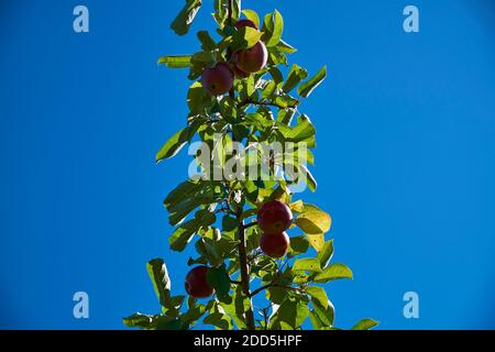A surreal look at an apple tree branch, with apples, in an orchard near Ellsworth, Maine. Stock Photo