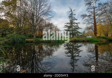 Morden Hall Park, London, UK. 24 November 2020. Autumn colours in hazy sun at Morden Hall Park, a suburban London green oasis with the chalk stream river Wandle running through. Credit: Malcolm Park/Alamy Live News. Stock Photo