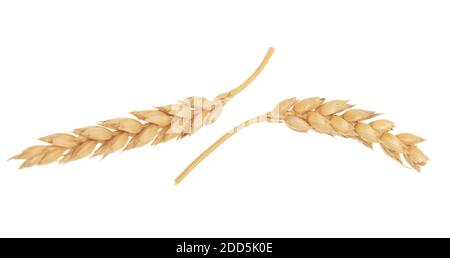 Wheat ears isolated on white background Stock Photo
