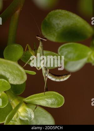 Unicorn Mantis Nymph of the Genus Stagmatoptera Stock Photo