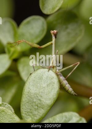 Unicorn Mantis Nymph of the Genus Stagmatoptera Stock Photo