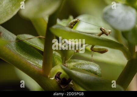 Unicorn Mantis Nymph of the Genus Stagmatoptera Stock Photo