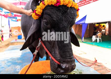 portrait of the most expensive bull or buffalo. Stock Photo