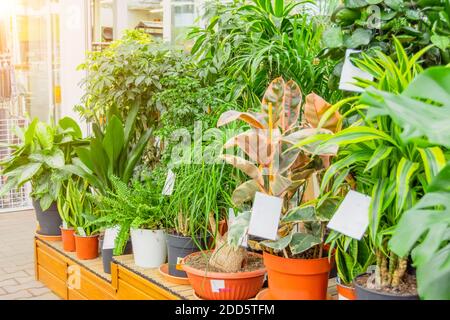 Ficus, dracaena, schefflera sansevieria and other indoor plants in a  greenhouse flower shop Stock Photo - Alamy