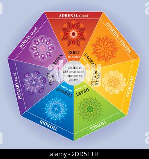 7 Chakras Color Chart with Mandalas and Endocrine Glands Stock Vector