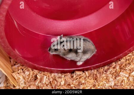 Campbell's dwarf hamster of the species Phodopus campbelli running on the wheel Stock Photo