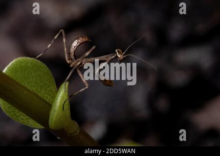 Unicorn Mantis Nymph of the Genus Stagmatoptera Stock Photo