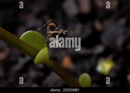 Unicorn Mantis Nymph of the Genus Stagmatoptera Stock Photo