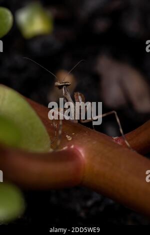 Unicorn Mantis Nymph of the Genus Stagmatoptera Stock Photo