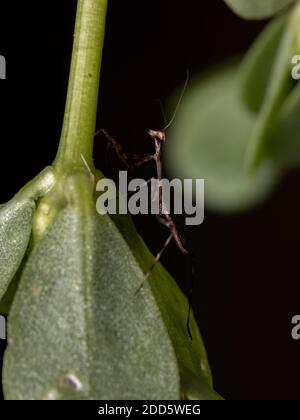 Unicorn Mantis Nymph of the Genus Stagmatoptera Stock Photo