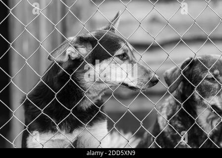 Black and white photo of dogs at the homeless dog shelter. Abandoned dogs. BW Stock Photo