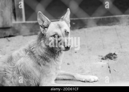 Black and white photo of homeless dog in a shelter for dogs. BW Stock Photo