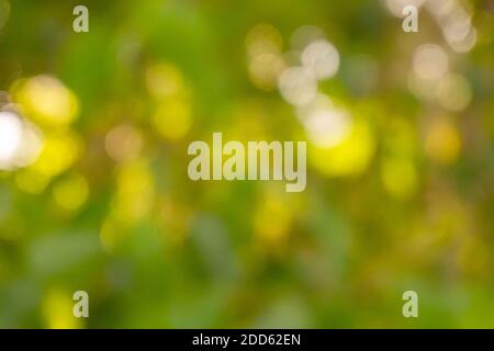 Green background with blurred lights in defocus. High quality photo Stock Photo