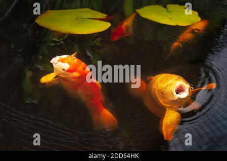 Koi carp fish in a pond. Two large fish are coming to the surface with their mouths open. There are two lily pads in the pond. Stock Photo