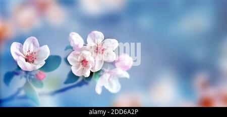 Blossom tree over nature background. Spring flowers. Spring Background. Blurred concept.