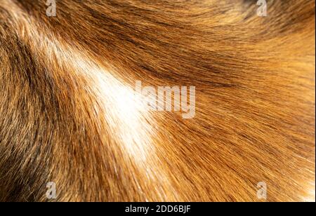 Animal fur closeup view. Border Collie dogs natural hair red and white color background, texture. Stock Photo