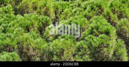 Texture of needles of fluffy pine branches as background Stock Photo