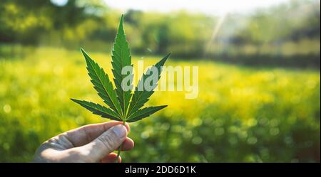 Human hand holding Marijuana Leaf from Medical Cannabis or CBD Hemp plant on blurred light green background with copy space. BIO products and back to Stock Photo