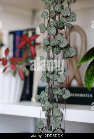 String of hearts plant (Ceropegia woodii) cascading over a bookshelf Stock Photo