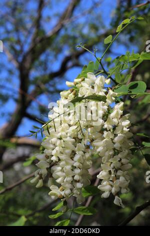 White wisteria (Wisteria sinensis) catching the sunlight in Gibraltar Botanic Gardens Stock Photo