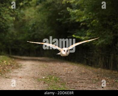 British Barn owl flying in  full flight , with open wings Stock Photo