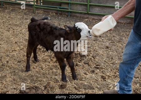 Farmer With 1 Month Old Calf In Valle Arriba Near Santiago Del Teide 