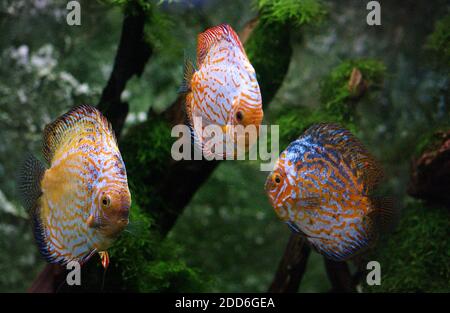 Discus Fish, symphysodon aequifasciatus, Adults Stock Photo