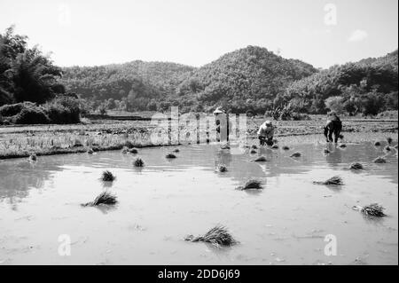 Black and White Photo of Lahu Tribe Planting Rice in the Rice Paddy Fields Surrounding Chiang Rai, Thailand, Southeast Asia Stock Photo