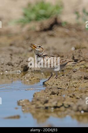 Bimaculated Lark (Melanocorypha bimaculata torquata) adult drinking at pool  Taukum Desert, Kazakhstan          June Stock Photo