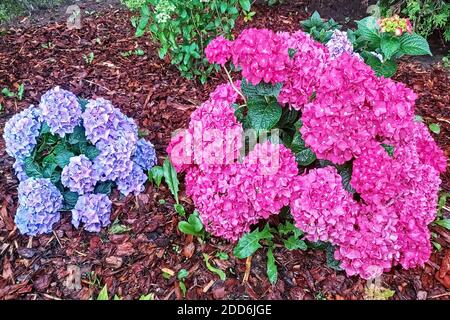 Hydrangea paniculata bushes of pink and purple color with bright green leaves on the background of the ground, strewn with fallen dry leaves. Stock Photo